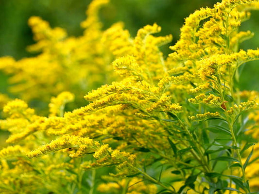 Goldenrod tincture