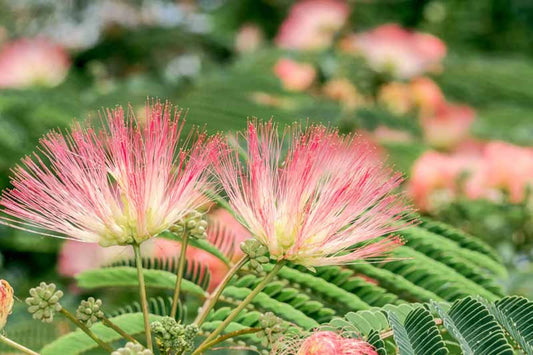 Mimosa Flower Tincture